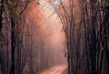 足球彩票-阿森纳与诺丁漢(hàn)森林历史交(jiāo)锋:战绩分析(xī)与战術(shù)探讨