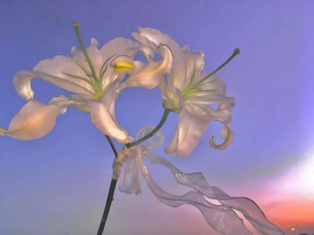 平板壁纸｜4K高清ipad电脑壁纸50张直接存